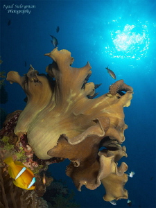 Underwater scenery by Iyad Suleyman 